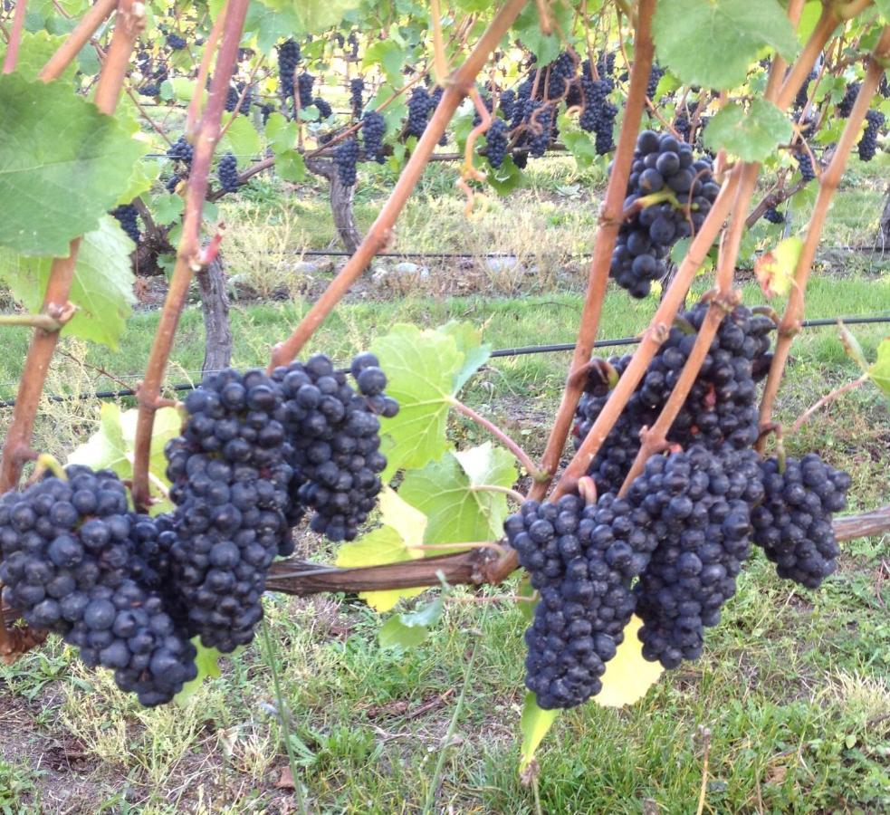 'The Crib' On Legacy Vineyard Villa Alexandra Cameră foto